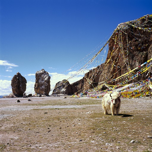 a yak is in a plain with traditionnal decorations going from one side of a hill to another in the background